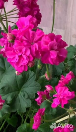 Герань пеларгония