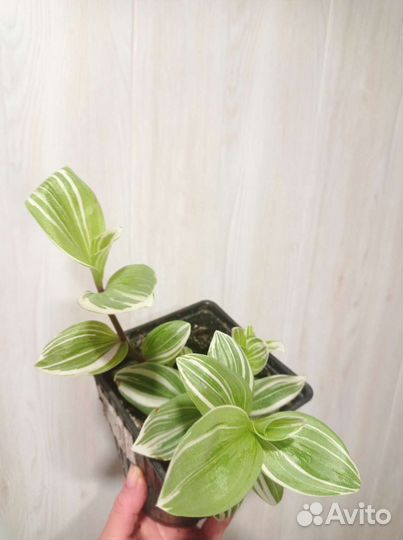 Традесканция