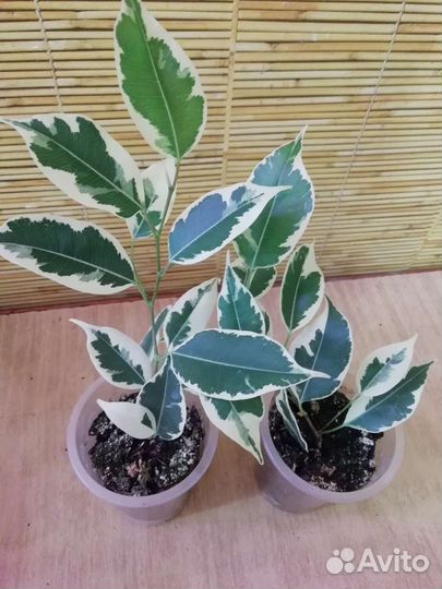 Фикусы, несколько сортов