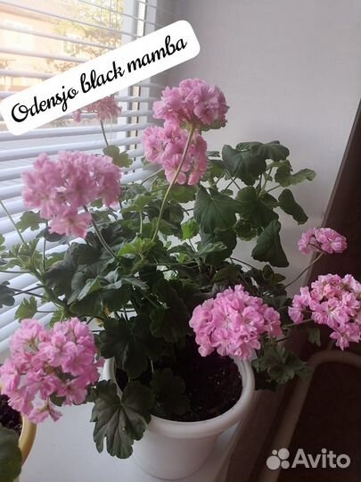 Пеларгония сортовая