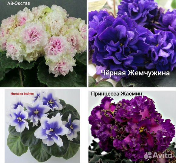 Фиалки листья