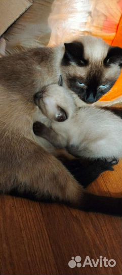 Сиамские котенок девочка