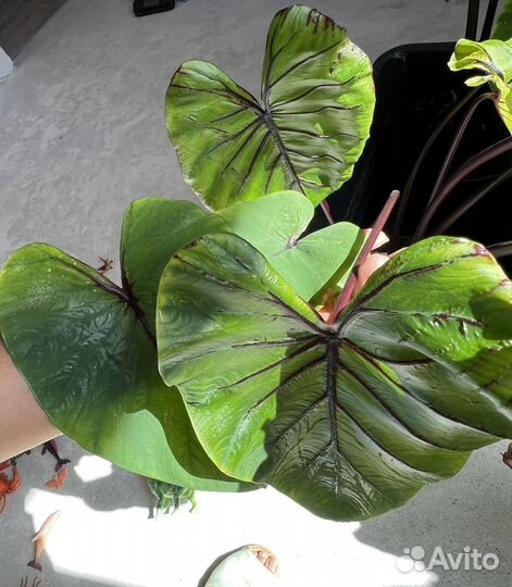 Колоказия маска фараона