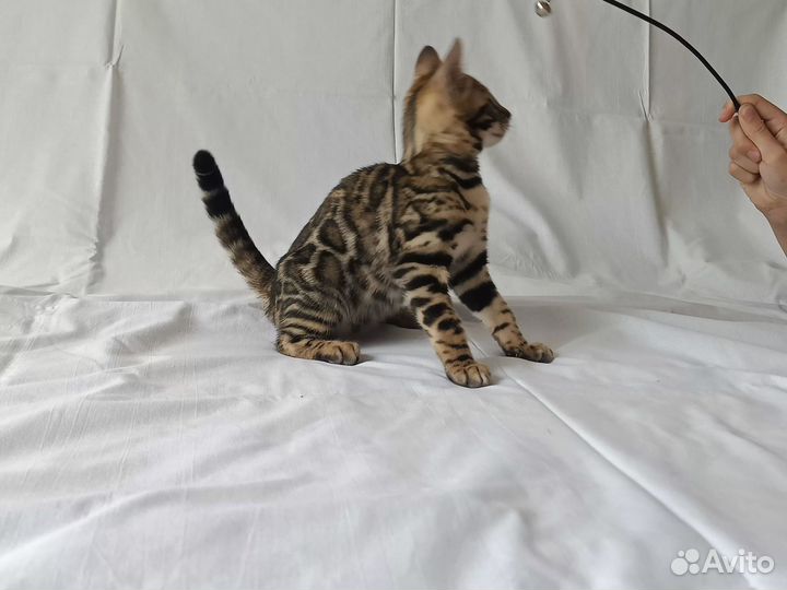 Бенгальская