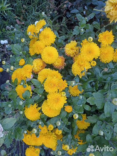 Многолетники