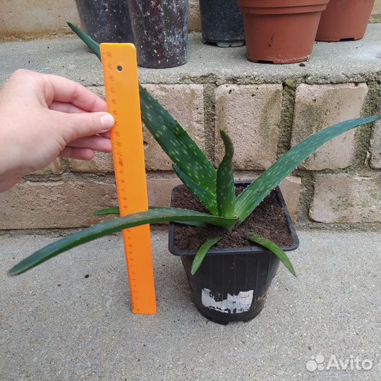 Алоэ вера (настоящий)