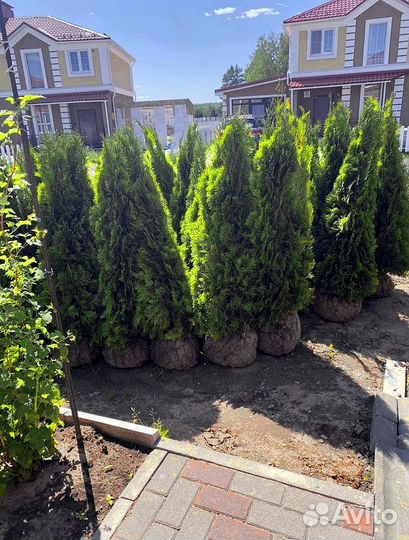 Туя брабант