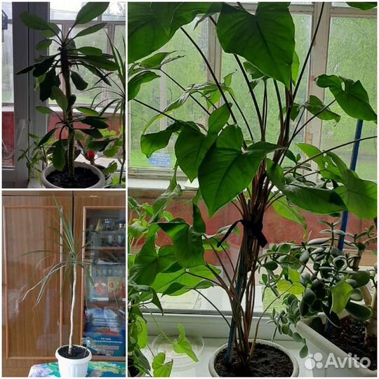 Цветы комнатные