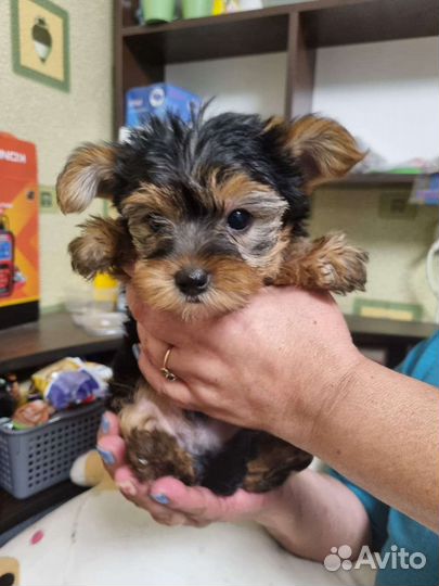 Йоркширский терьер