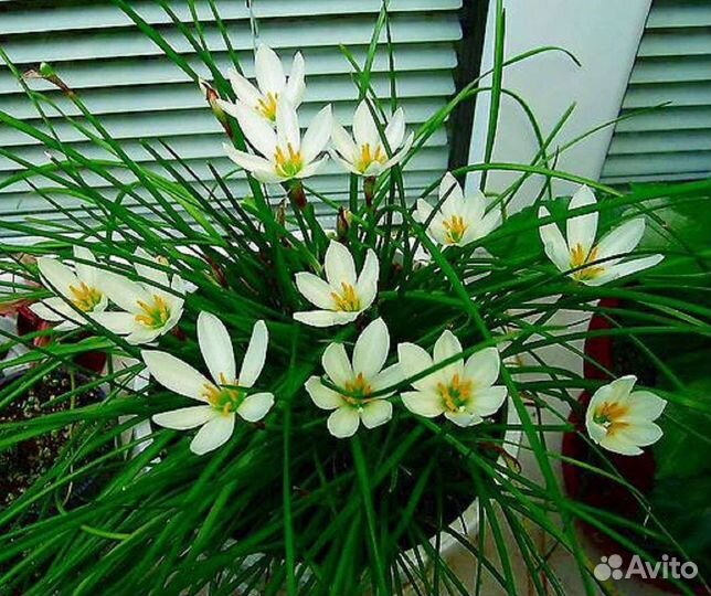 Зефирантес выскочка белый