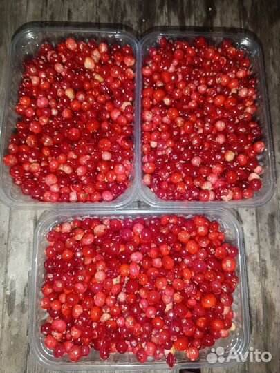 Клюква свежая 2023
