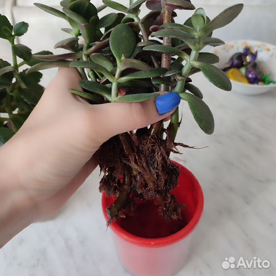 Каланхоэ, денежное дерево