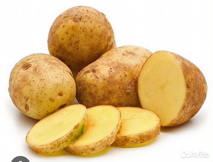 Семенной картофель