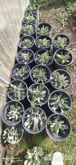 Рассада многолетних цветов