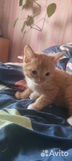 Рыжий котенок мальчик