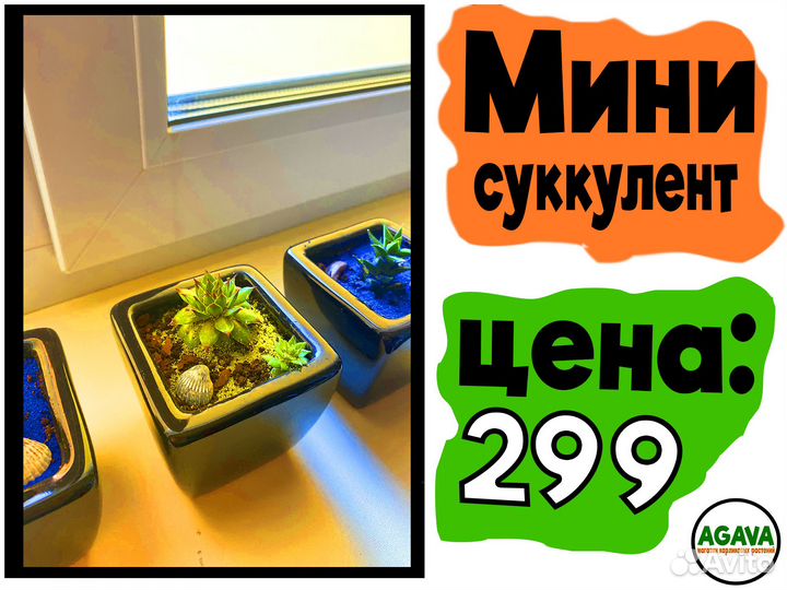 Суккуленты и кактусы в горшочках