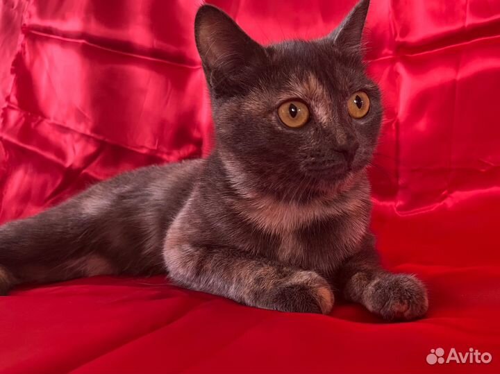 Кошечка Леся