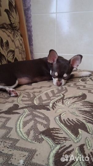 Продам чихуахуа мини