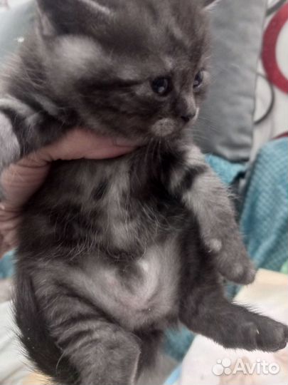 Британские котята
