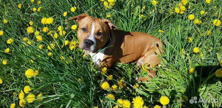 Собака мальчик