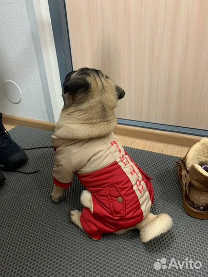 Теплый костюм для собаки