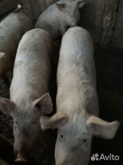 Поросята