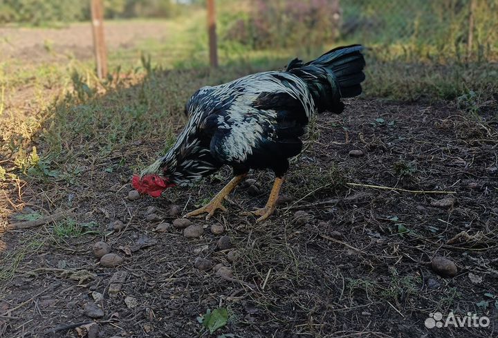 Бойцовые петухи