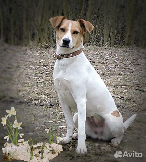 Отдается Парсон Рассел