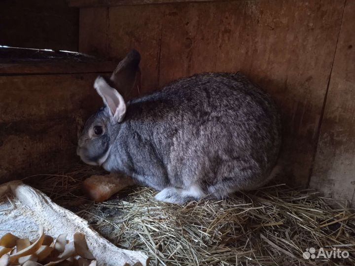 Кролики мясных пород