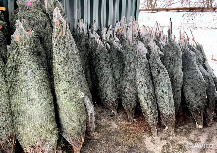 Пихта Фразера/Нордмана Нобилис Лапник оптом