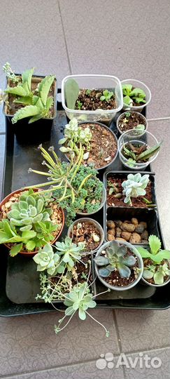 Суккуленты набор