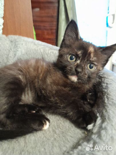 Кошка