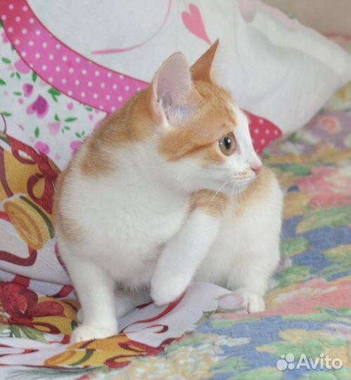 Отдадим котят в добрые руки