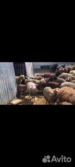 Овцы бараны ягнята