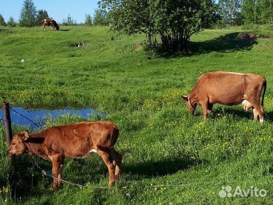 Корова,теленок