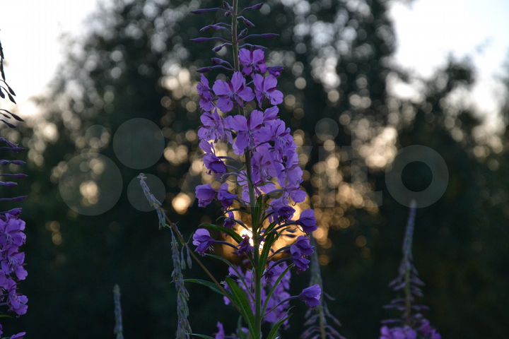 Участок 20 сот. (ИЖС)