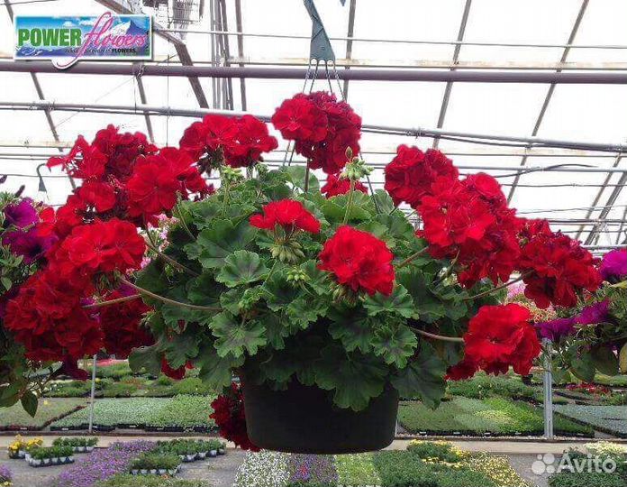 Пеларгония Calliope Dark Red