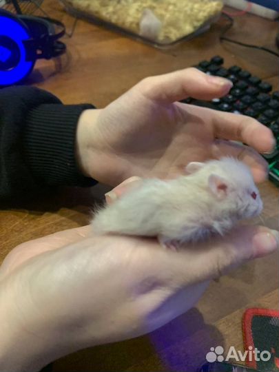 Сирийский хомяк