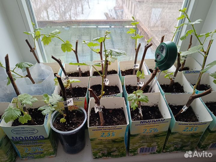 Саженцы винограда