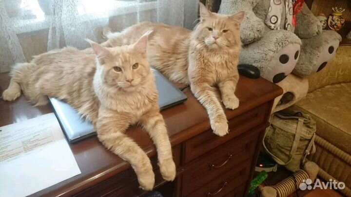 Домашняя передержка животных