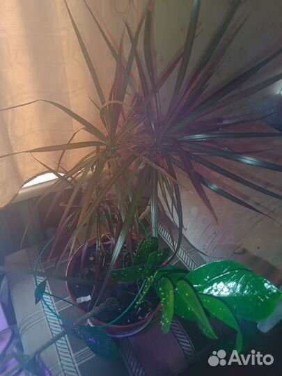 Драцена+замиокулькас