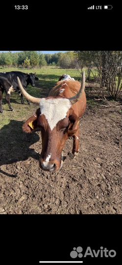 Корова айширка 2.5 года