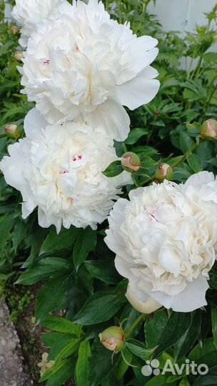 Пионы саженцы