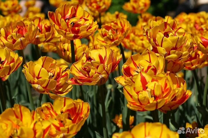 Луковицы тюльпанов сорт голден ницца