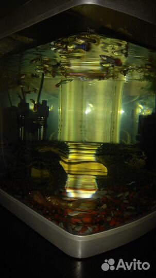Готовый аквариум с рыбами и оборудованием