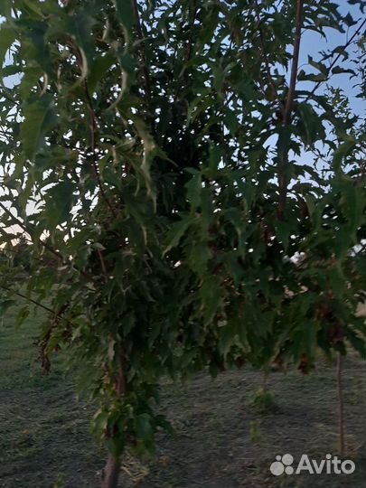 Клен гиннала