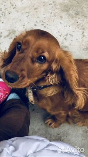 Кокер спаниель