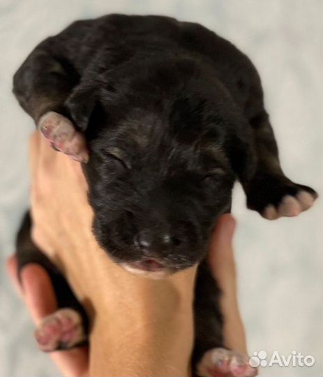 Лапуськи -щенки совсем крошки