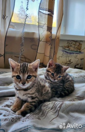 Котёнок бенгальский