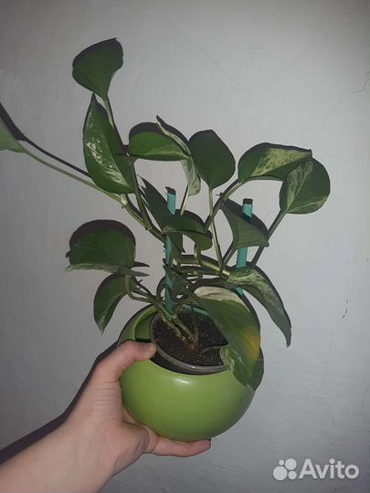 Сциндапсус эпипремнум